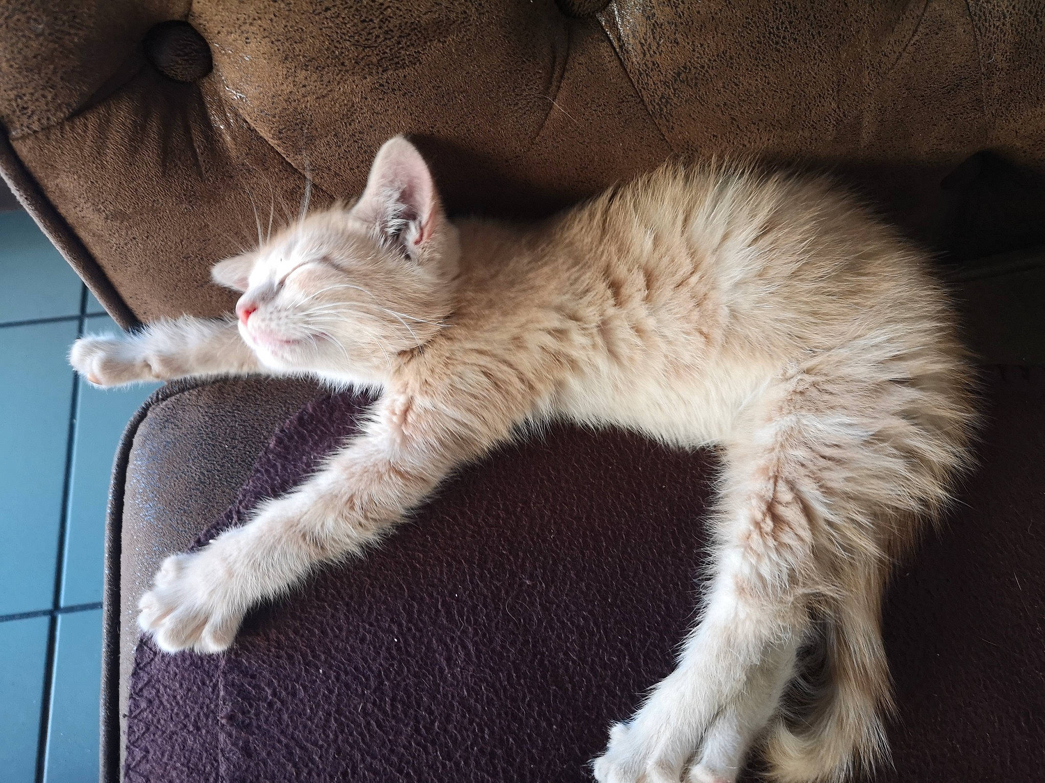 Crevette participe au concours pour gagner de l'argent avec cette photo : balinese, carnivore, cat, claw, comfort, domestic_short_haired_cat, fawn, felidae, fur, nap, paw, sleep, small_to_medium_sized_cats, tail, terrestrial_animal, thai, whiskers