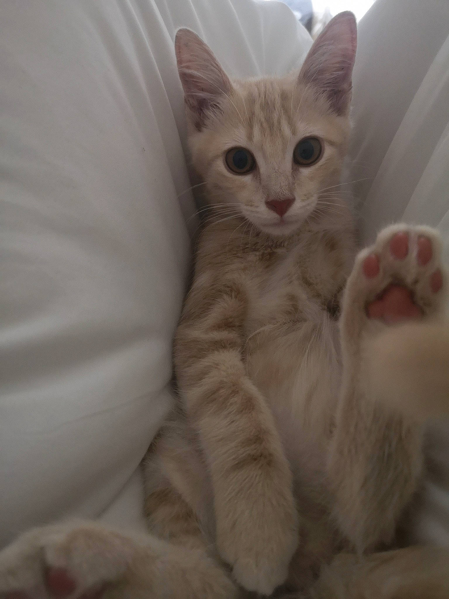 Crevette participe au concours pour gagner de l'argent avec cette photo : carnivore, cat, cat_supply, claw, comfort, domestic_short_haired_cat, eye, fawn, felidae, fur, head, paw, small_to_medium_sized_cats, snout, tail, whiskers