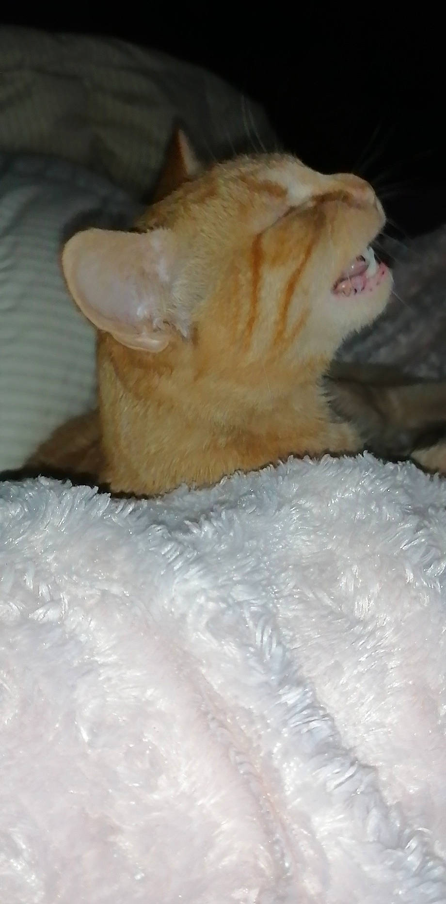 Roukmout a rejoint le concours — aidez-le/la à gagner de superbes lots ! carnivore, cat, fawn, felidae, fur, kitten, small_to_medium_sized_cats, tail, whiskers