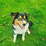 Appy a rejoint le concours — aidez-le/la à gagner de superbes lots ! dog, grass, outdoor, happy, tongue_out, fur, leaves, playful, pet, nature, animal, canine, sitting, greenery, summer, smiling, ears, field, eyes, muzzle