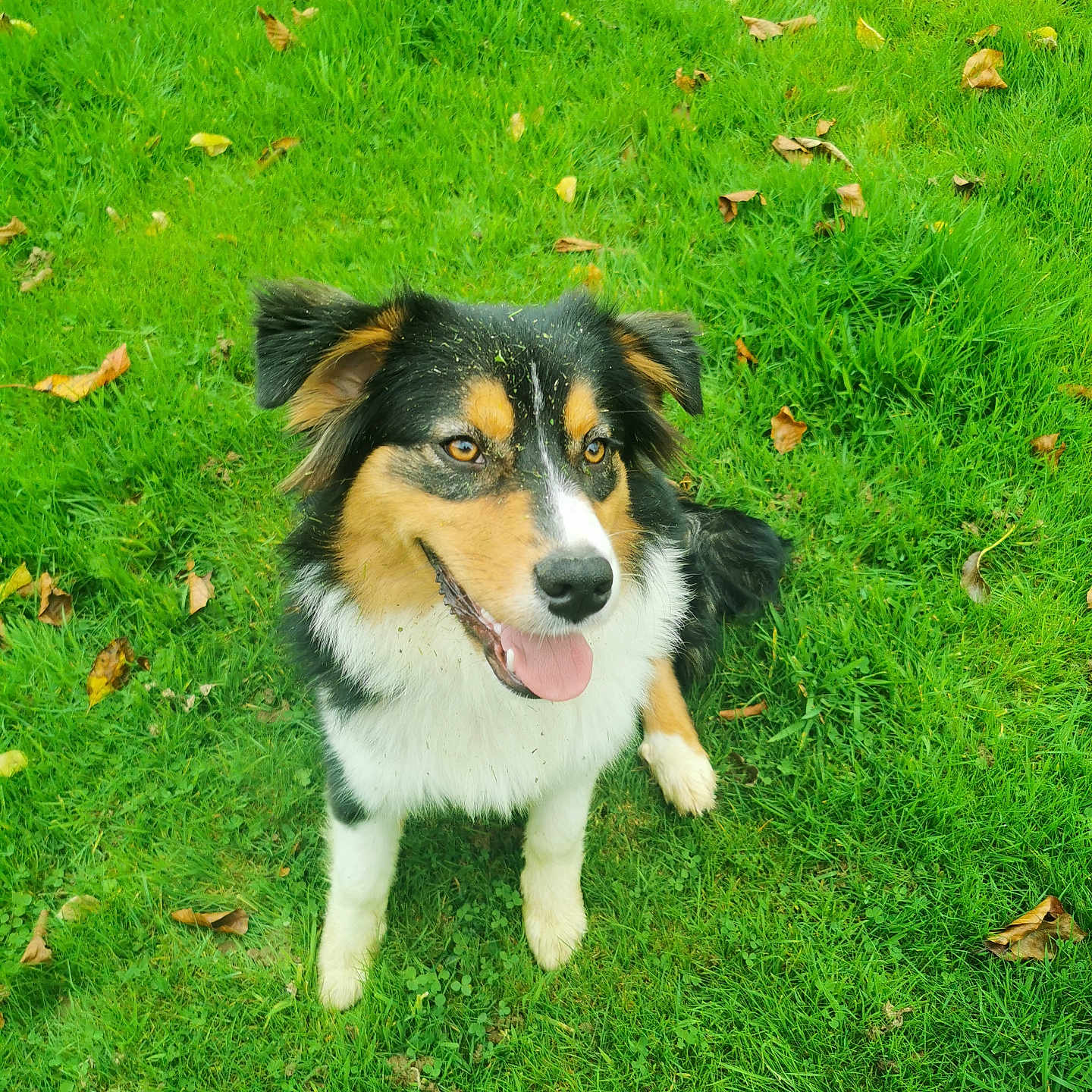 Appy a rejoint le concours — aidez-le/la à gagner de superbes lots ! animal, canine, dog, ears, eyes, field, fur, grass, greenery, happy, leaves, muzzle, nature, outdoor, pet, playful, sitting, smiling, summer, tongue_out