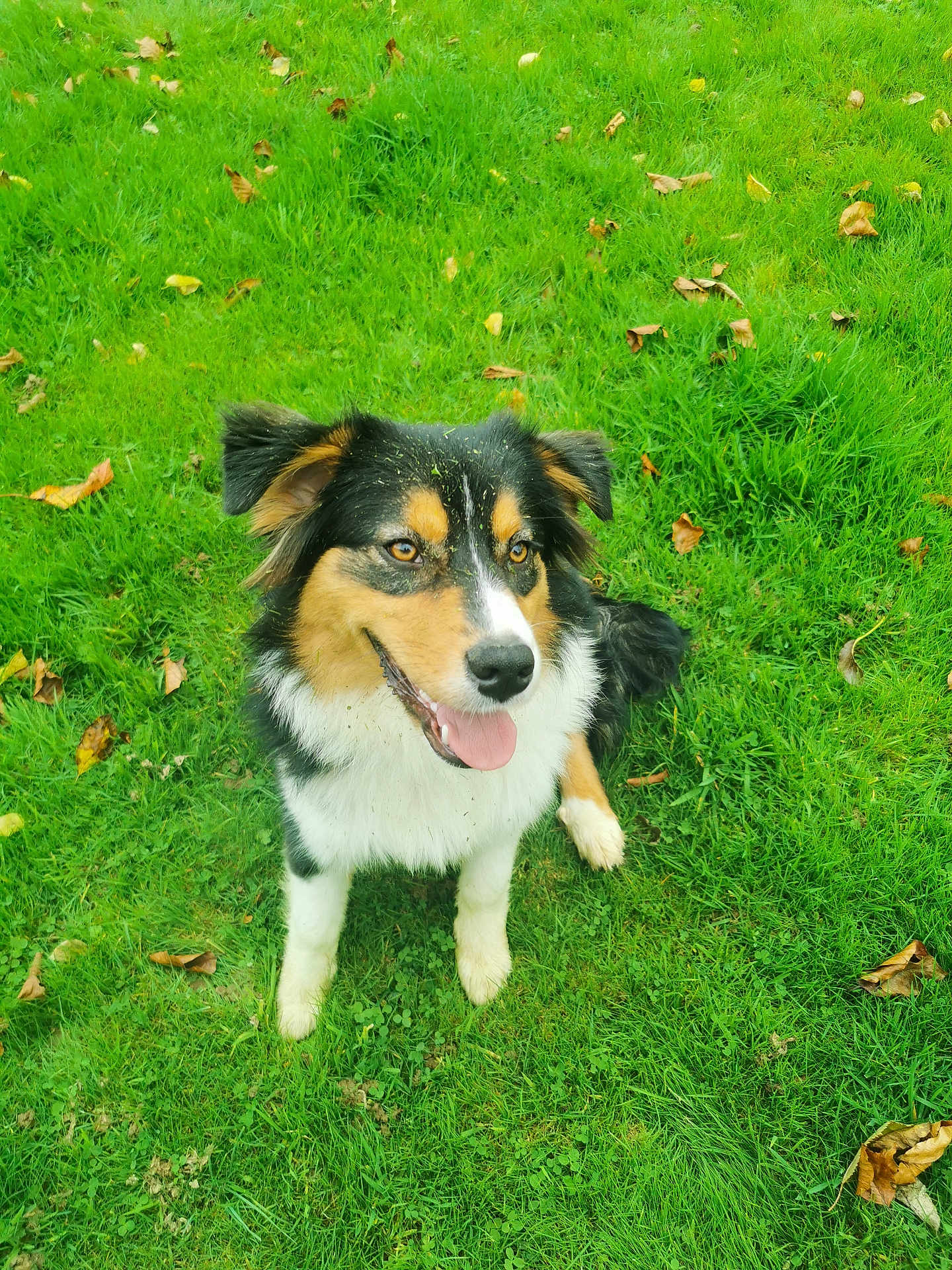 Appy a rejoint le concours — aidez-le/la à gagner de superbes lots ! dog, grass, outdoor, happy, tongue_out, fur, leaves, playful, pet, nature, animal, canine, sitting, greenery, summer, smiling, ears, field, eyes, muzzle