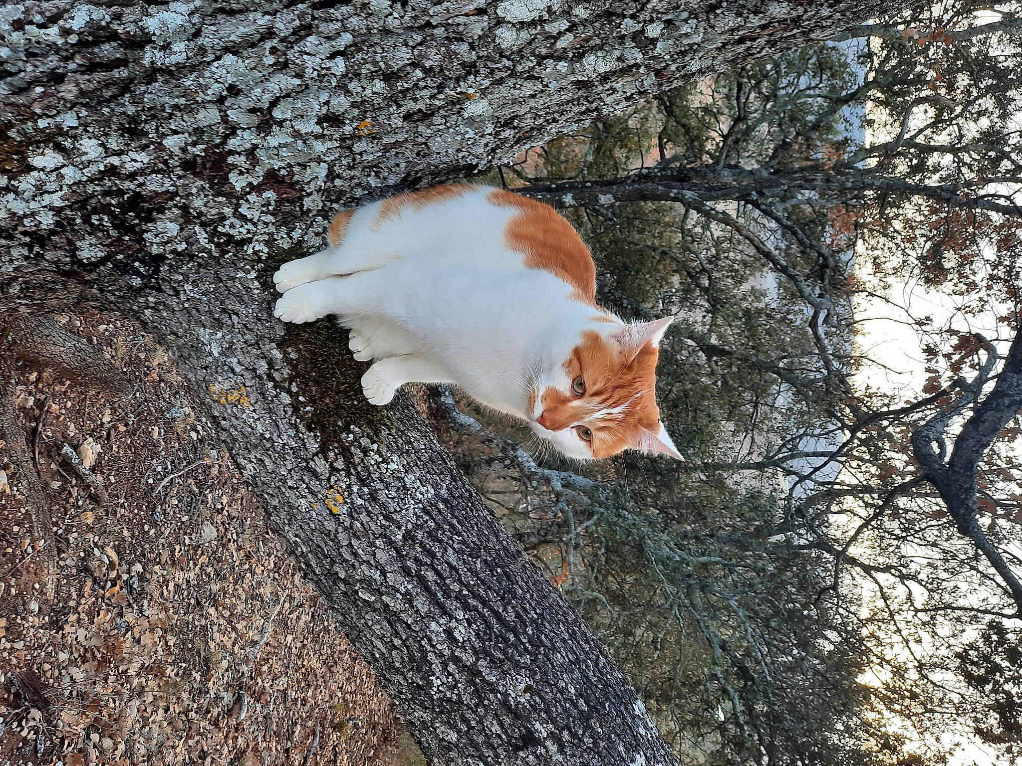 Fred a rejoint le concours — aidez-le/la à gagner de superbes lots ! asphalt, carnivore, cat, domestic_short_haired_cat, fawn, felidae, fur, grass, leaf, road_surface, sand, small_to_medium_sized_cats, snout, soil, tail, tree, trunk, twig, whiskers, wood