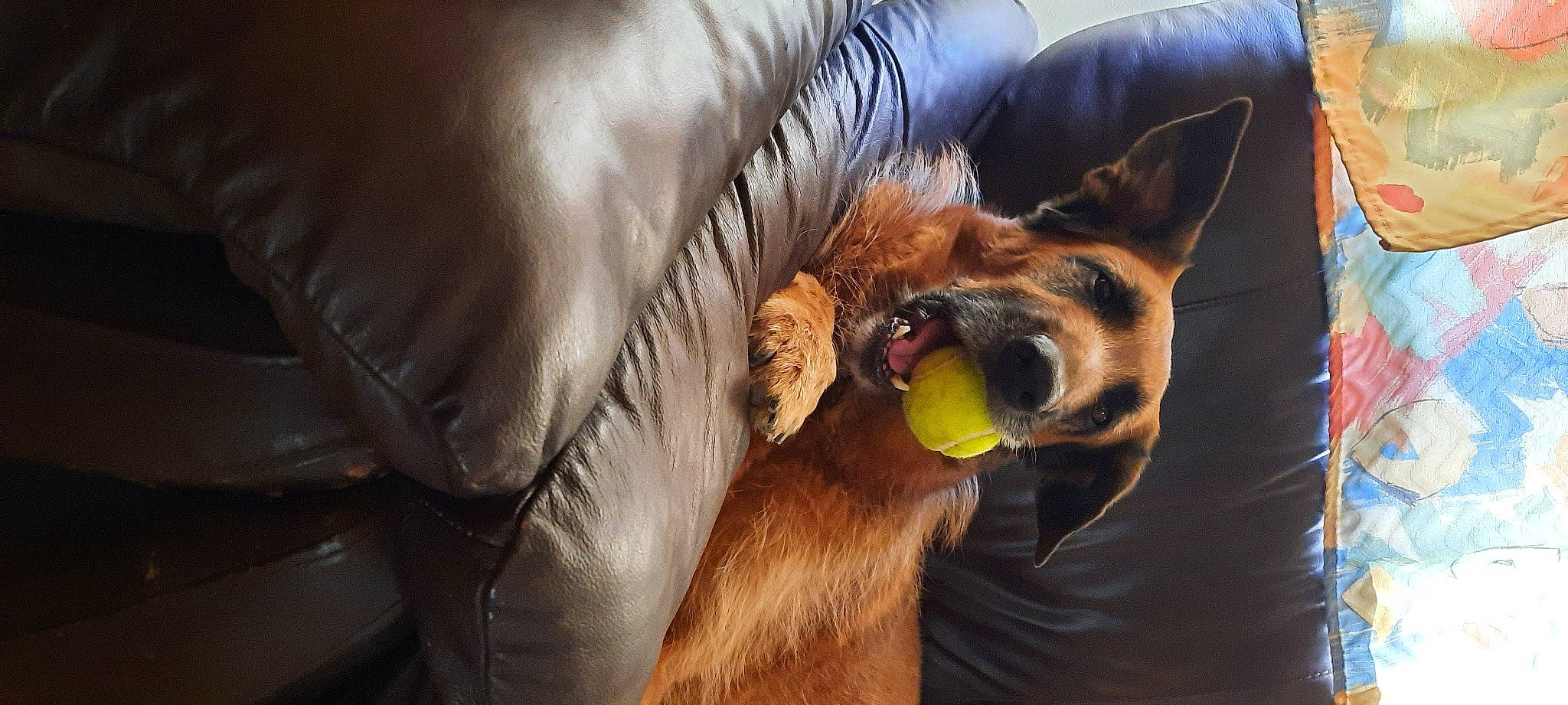 Java a rejoint le concours — aidez-le/la à gagner de superbes lots ! alpaca, canidae, carnivore, comfort, companion_dog, dog, dog_breed, fawn, fur, jaw, liver, pack_animal, paw, snout, sporting_group, terrestrial_animal, whiskers, wildlife, working_animal, working_dog