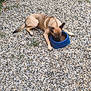 Atlas a rejoint le concours — aidez-le/la à gagner de superbes lots ! dog, pebbles, blue_bowl, outdoor, grass, leaves, animal, pet, tan_dog, eating, lying_down, nature, fur, canine, food, ground, daylight, closeup, snout, paws