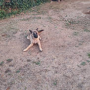 Atlas participe au concours pour gagner de l'argent avec cette photo : dog, doghouse, yard, grass, dry_grass, outdoor, pet, canine, animal, nature, greenery, bushes, wood, fence, resting, laying_down, daylight, backyard, quiet, relaxed