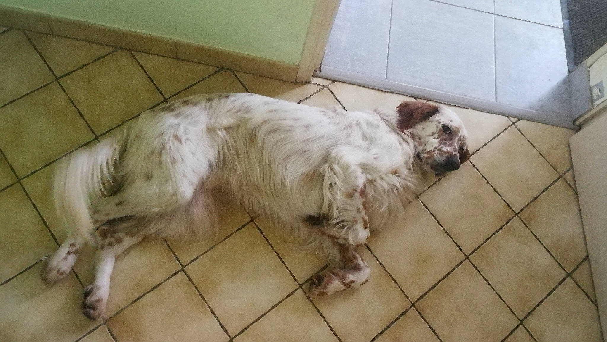 Nerio participe au concours pour gagner de l'argent avec cette photo : blue_picardy_spaniel, canidae, carnivore, companion_dog, dog, dog_breed, english_cocker_spaniel, english_setter, french_spaniel, mammal, rare_breed_dog, russian_spaniel, setter, spaniel, spinone_italiano, sporting_group, vertebrate