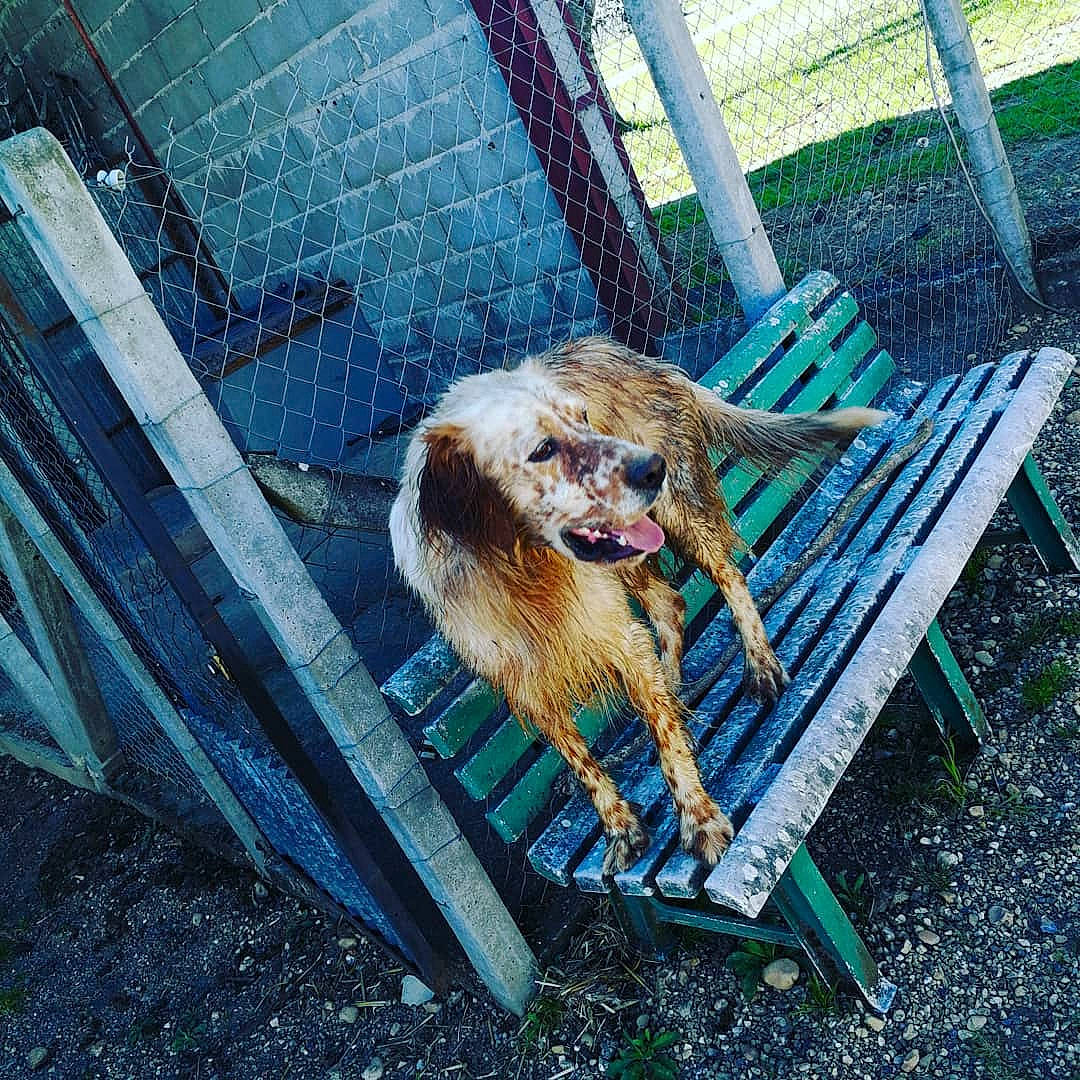 Nerio participe au concours pour gagner de l'argent avec cette photo : canidae, fur, metal, tail