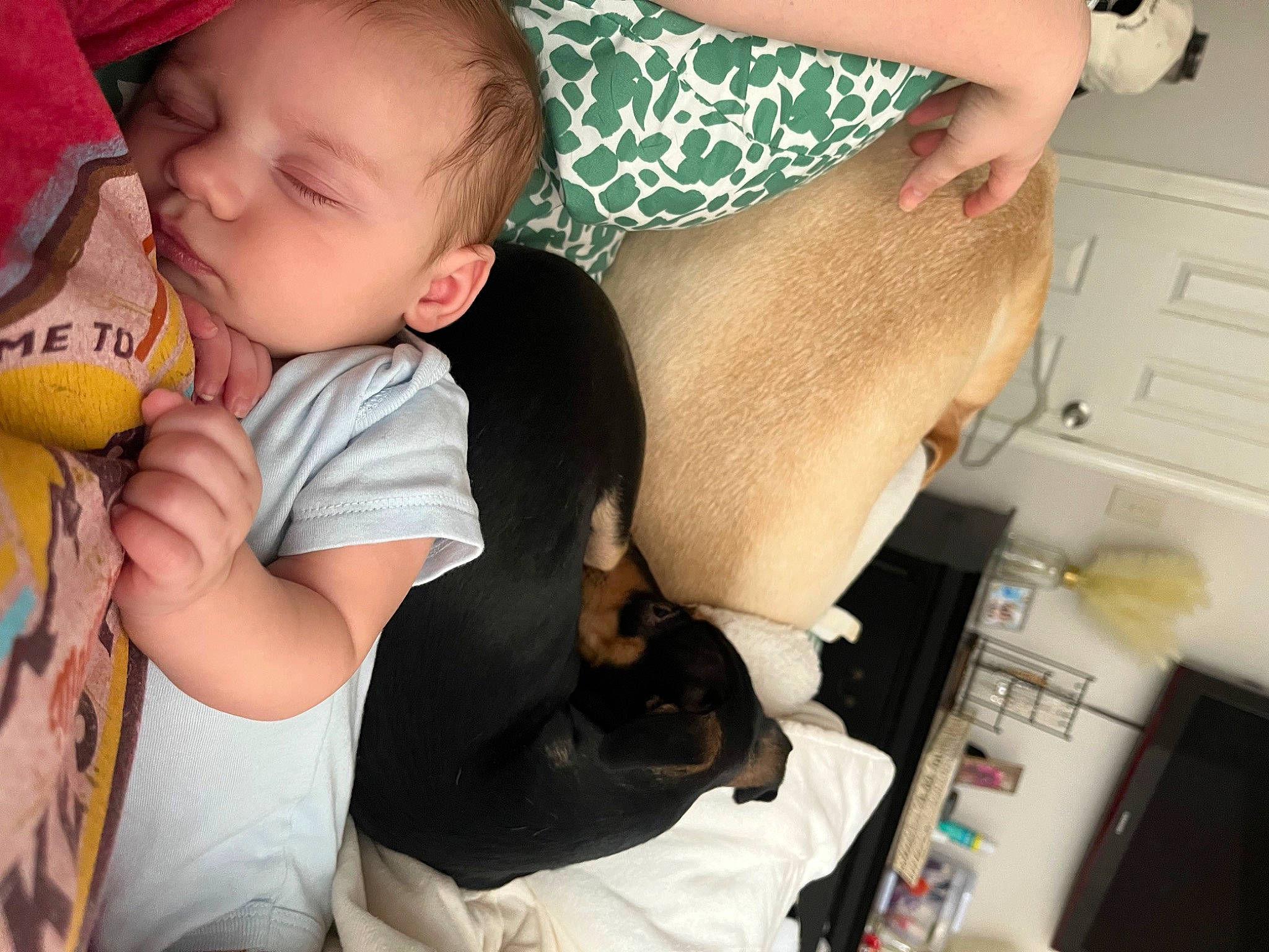 Beckham is registered to the contest to win money with this photo: baby, cabinetry, car_seat, carnivore, chest_of_drawers, child, comfort, companion_dog, dog_breed, ear, finger, fun, happy, human_leg, lap, nail, person, sitting, skin, thigh