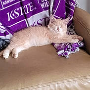 Betty joined the competition — help win amazing prizes! kitten, cat, sleeping, couch, blanket, purple, beige, fur, pet, relaxing, indoor, domestic_cat, animal, feline, soft, resting, cozy, home, cute, nap
