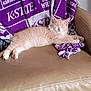 kitten, cat, sleeping, couch, blanket, purple, beige, fur, pet, relaxing, indoor, domestic_cat, animal, feline, soft, resting, cozy, home, cute, nap