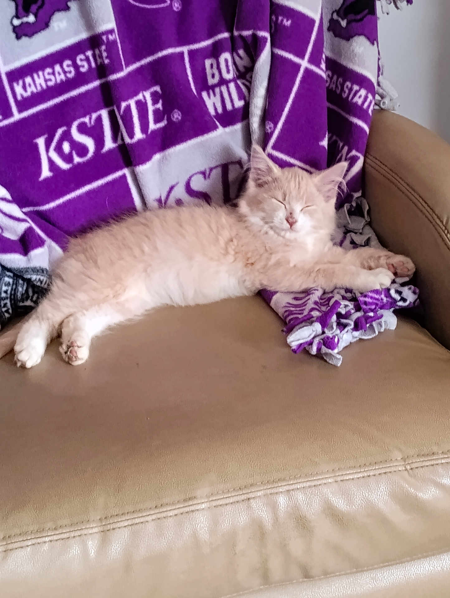 Betty joined the competition — help win amazing prizes! kitten, cat, sleeping, couch, blanket, purple, beige, fur, pet, relaxing, indoor, domestic_cat, animal, feline, soft, resting, cozy, home, cute, nap