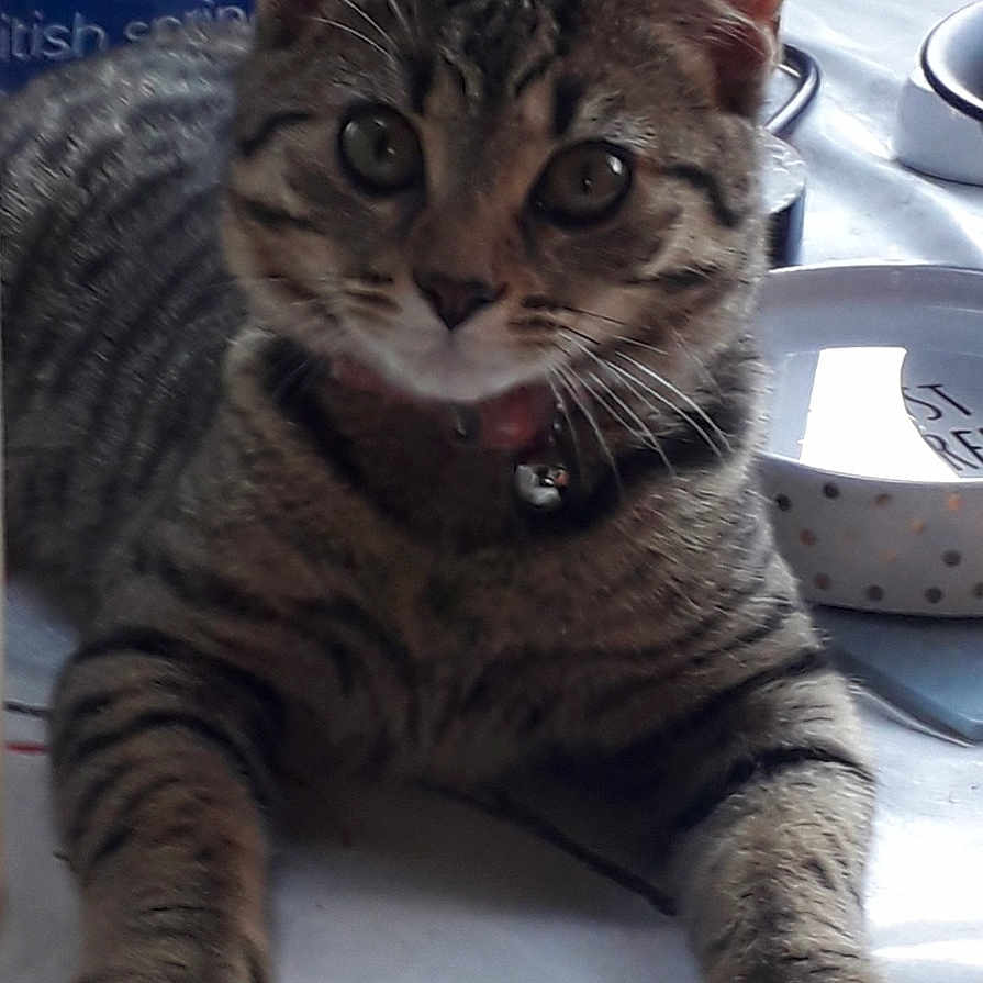 Mog