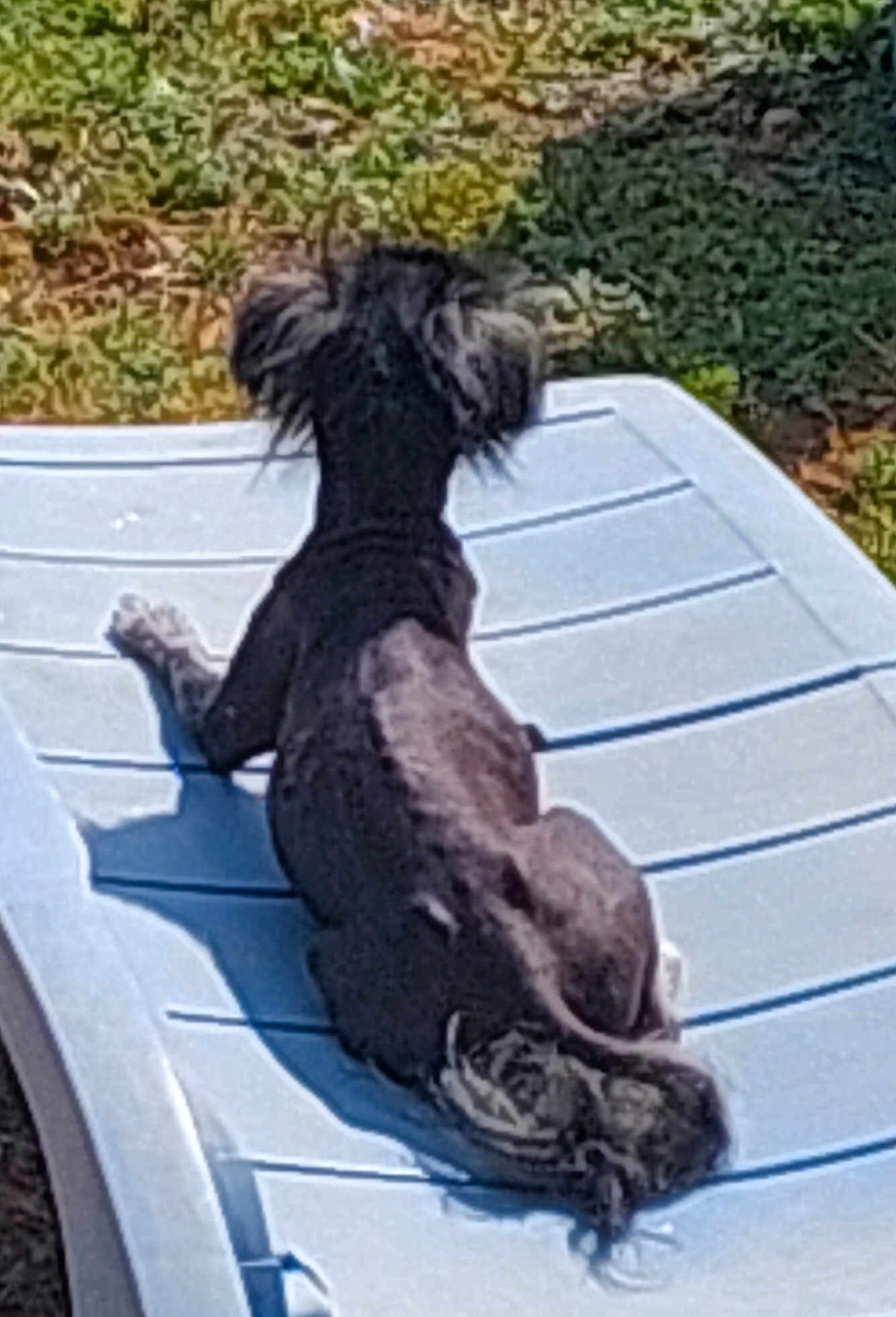 Roxie