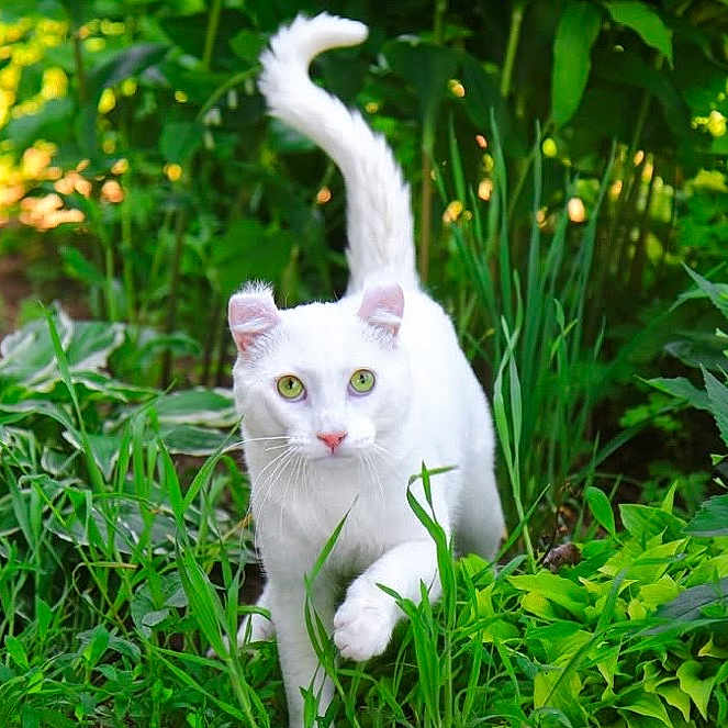 Olaf a rejoint le concours — aidez-le/la à gagner de superbes lots ! cat, white_cat, greenery, plants, garden, outdoor, animal, pet, nature, foliage, curious, walking, wildlife, mammal, fur, whiskers, tail, eyes, summer, daylight