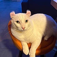 Olaf participe au concours pour gagner de l'argent avec cette photo : cat, white_cat, curled_ears, pet, animal, indoor, orange_stool, feline, fur, whiskers, green_eyes, looking_at_camera, relaxed, domestic_cat, mammal, cute, portrait, sitting, household, cozy