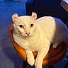 cat, white_cat, curled_ears, pet, animal, indoor, orange_stool, feline, fur, whiskers, green_eyes, looking_at_camera, relaxed, domestic_cat, mammal, cute, portrait, sitting, household, cozy
