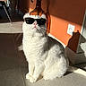 Olaf participe au concours pour gagner de l'argent avec cette photo : cat, white_cat, sunglasses, indoor, orange_wall, sunlight, shadow, vase, plant, floor_tiles, pet, whiskers, feline, cool, sitting, domestic_animal, houseplant, interior, relaxed, portrait