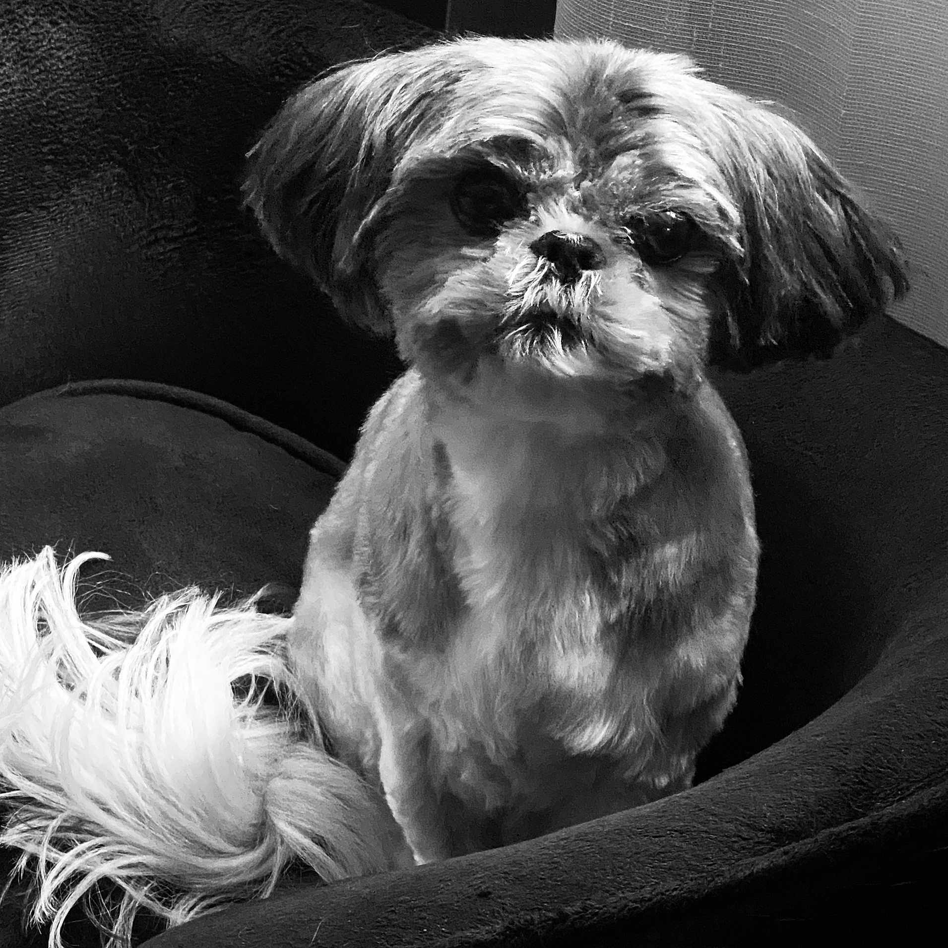 Gigi is registered to the contest to win money with this photo: animal, black_and_white, close_up, comfort, companion, cozy_bed, cute, dog, domestic_animal, fluffy_tail, fur, groomed, indoor, looking, pet, portrait, resting, sitting, small_dog, texture