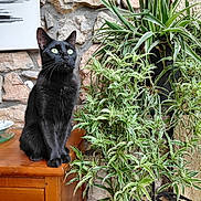 Blacky participe au concours pour gagner de l'argent avec cette photo : black_cat, green_eyes, indoor, wooden_table, potted_plant, green_leaves, stone_wall, abstract_art, sitting, pet, animal, feline, domestic_cat, plant_stand, decor, houseplant, cozy, natural_light, closeup, still_life