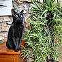 black_cat, green_eyes, indoor, wooden_table, potted_plant, green_leaves, stone_wall, abstract_art, sitting, pet, animal, feline, domestic_cat, plant_stand, decor, houseplant, cozy, natural_light, closeup, still_life