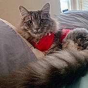 Tinky is registered to the contest to win money with this photo: cat, gray_cat, fluffy, red_shirt, bed, pillow, indoor, pet, feline, resting, cozy, window, soft_light, fur, animal, cute, looking, portrait, whiskers, tail