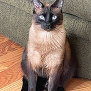 Luki joined the competition — help win amazing prizes! animal, attentive, blue_eyes, cat, closeup, couch, cute, domestic_cat, fur, furniture, hardwood_floor, indoor, looking_at_camera, paws, portrait, seal_point, siamese, sitting, tail, whiskers