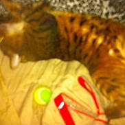Archibald is registered to the contest to win money with this photo: