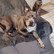 Aiko a rejoint le concours — aidez-le/la à gagner de superbes lots ! dog, lounge, blanket, chair, indoor, tile_floor, statue, cat_statue, grey, white, ears, pet, animal, relaxed, looking, furniture, decor, home, portrait, companion