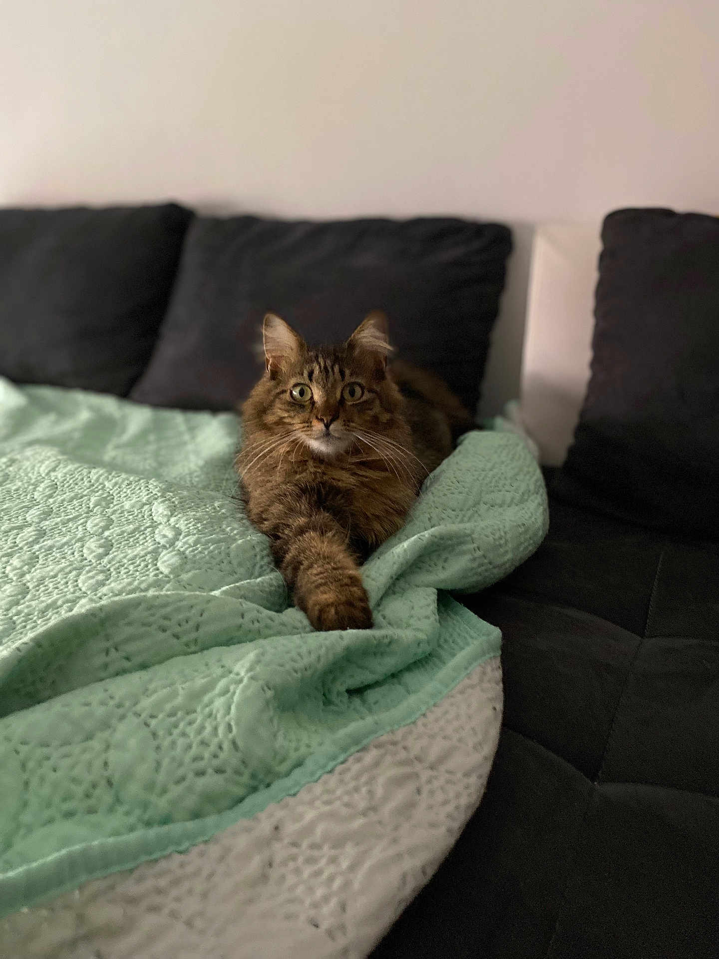 Kaira participe au concours pour gagner de l'argent avec cette photo : cat, tabby, feline, pet, quilt, blanket, couch, indoor, relaxed, stretching, fur, whiskers, paw, comfort, living_room, domestic_animal, mammal, resting, cozy, home
