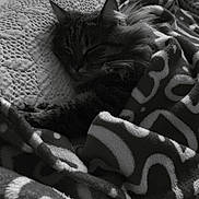 Kaira participe au concours pour gagner de l'argent avec cette photo : cat, sleeping, blanket, couch, indoor, furniture, pet, cozy, fur, resting, animal, comfort, texture, pattern, monochrome, quiet, relaxation, domestic, soft, nap