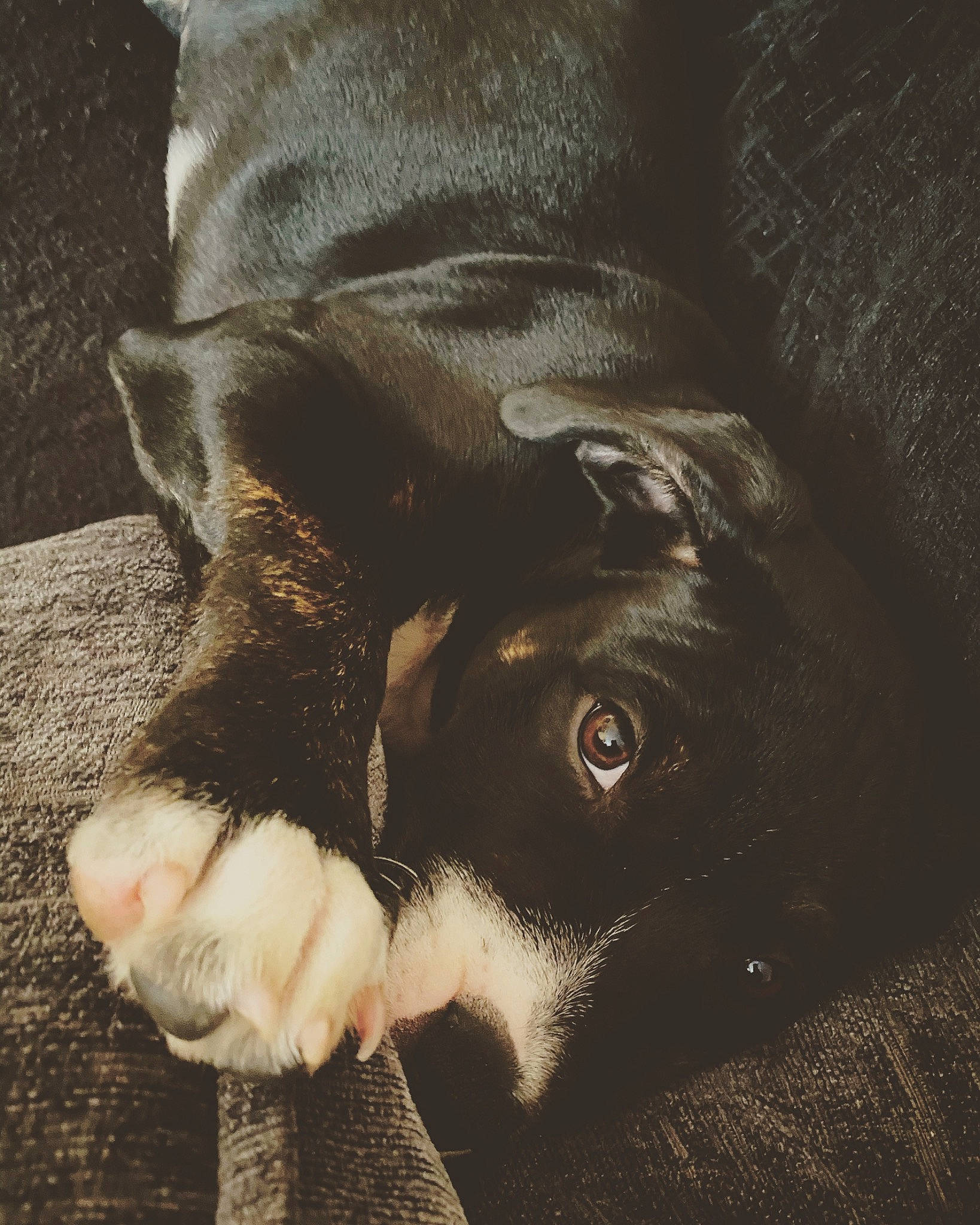 Spud joined the competition — help win amazing prizes! canidae, carnivore, comfort, companion_dog, dog, dog_breed, ear, fawn, foot, fur, head, human_leg, jaw, liver, mammal, snout, sporting_group, terrestrial_animal, whiskers, working_animal