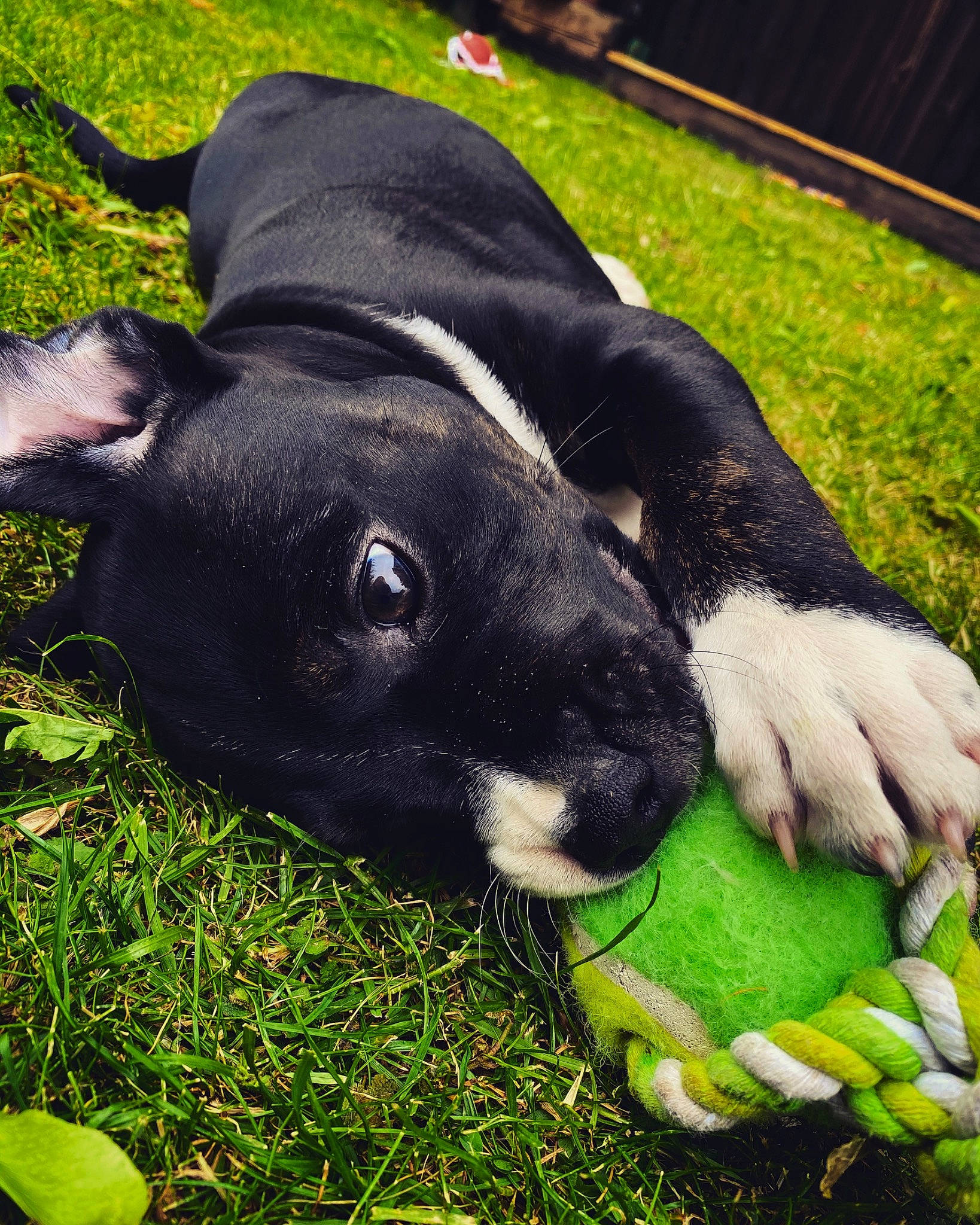 Spud joined the competition — help win amazing prizes! canidae, carnivore, companion_dog, cow_goat_family, dog_breed, fawn, fur, grass, human_leg, livestock, mammal, non_sporting_group, pasture, plant, snout, sporting_group, terrestrial_animal, vertebrate, whiskers, working_animal