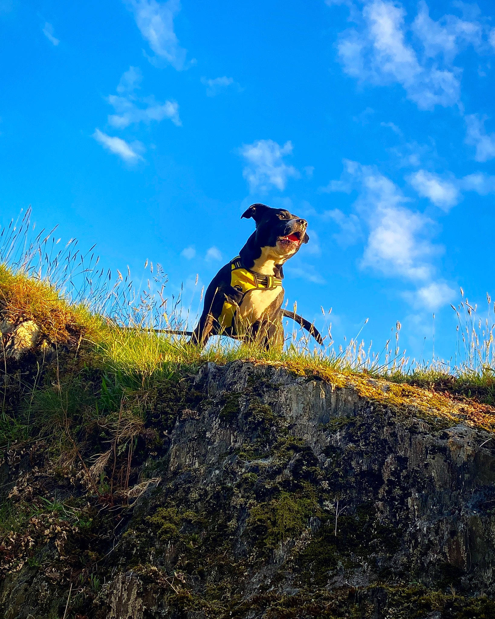 Spud is registered to the contest to win money with this photo: carnivore, cloud, dog, dog_breed, electric_blue, fawn, grass, grassland, happy, highland, hill, landscape, natural_landscape, people_in_nature, plant, recreation, sky, slope, sporting_group, terrain