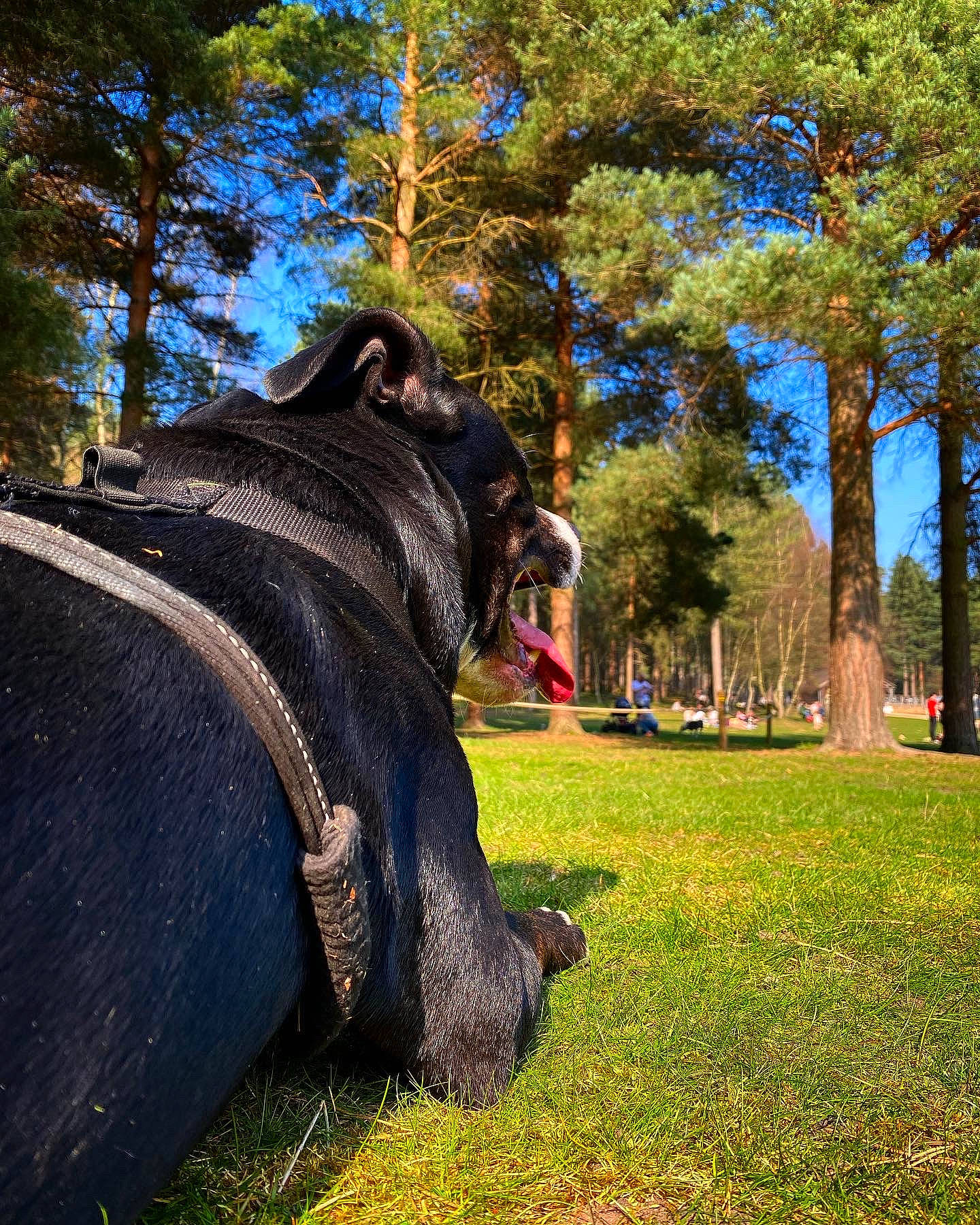 Spud joined the competition — help win amazing prizes! automotive_tire, carnivore, denim, dog_breed, elephants_and_mammoths, fawn, grass, landscape, people_in_nature, plant, recreation, sculpture, sky, snout, sunlight, tree, trunk, wood, woody_plant, working_animal