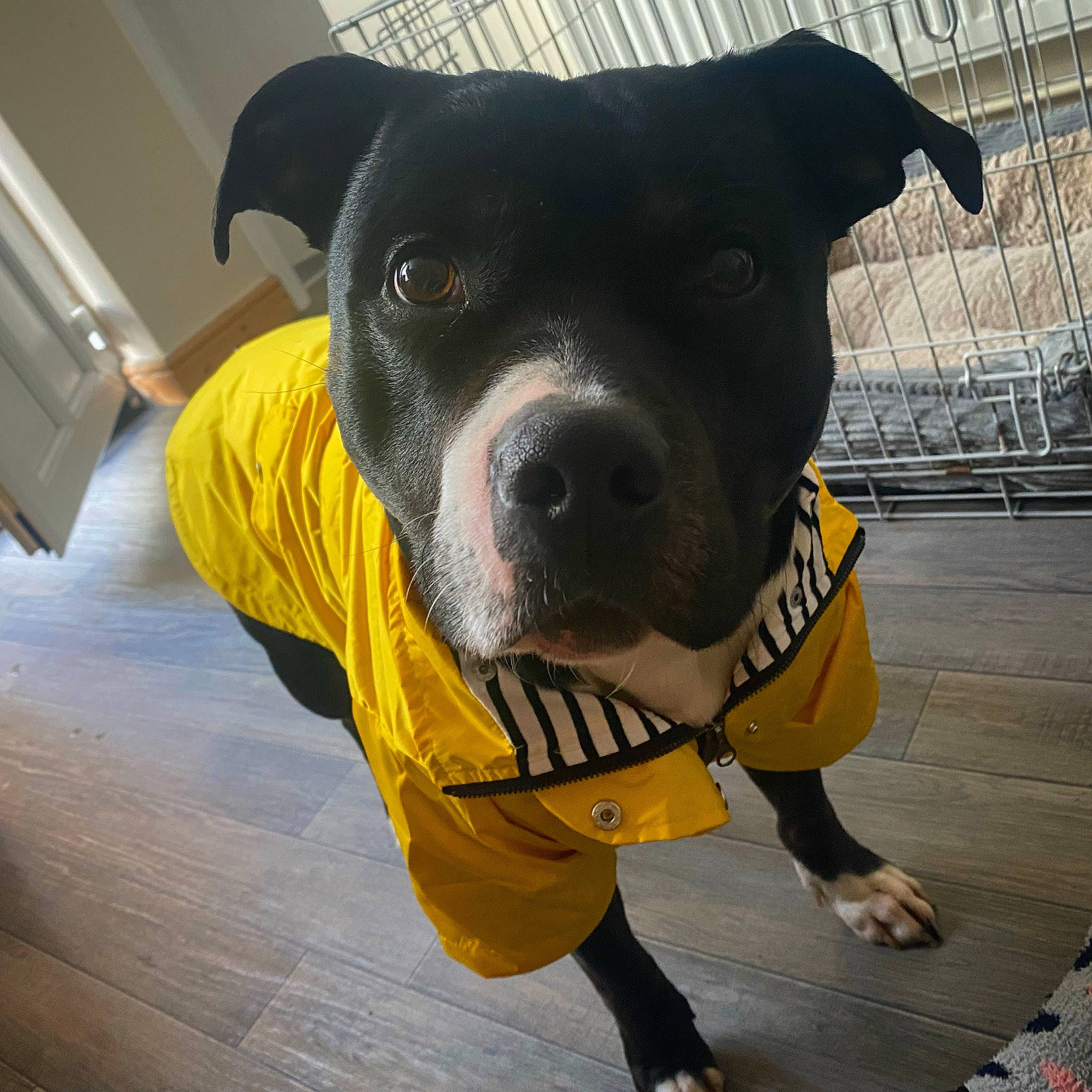 Spud is registered to the contest to win money with this photo: canidae, carnivore, collar, companion_dog, composite_material, dog, dog_breed, dog_clothes, dog_collar, dog_supply, electric_blue, fashion_accessory, fawn, personal_protective_equipment, pet_supply, snout, sporting_group, whiskers, working_animal, working_dog