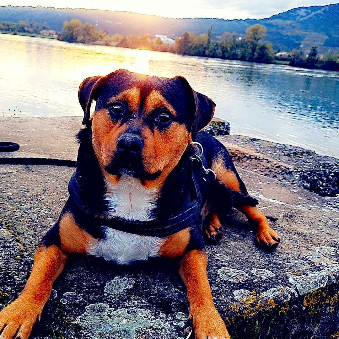 Thor participe au concours pour gagner de l'argent avec cette photo : animal, boxer, bulldog, canine, dog, face, head, hound, lake, nature, outdoors, person, pet, photography, portrait, puppy, rock, sea, soil, water