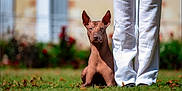 Teyacati a rejoint le concours — aidez-le/la à gagner de superbes lots ! animal, blurred_background, canine, companion, dog, ears, footwear, garden, grass, greenery, legs, nature, obedient, outdoor, person, pet, sitting, summer, sunlight, white_pants