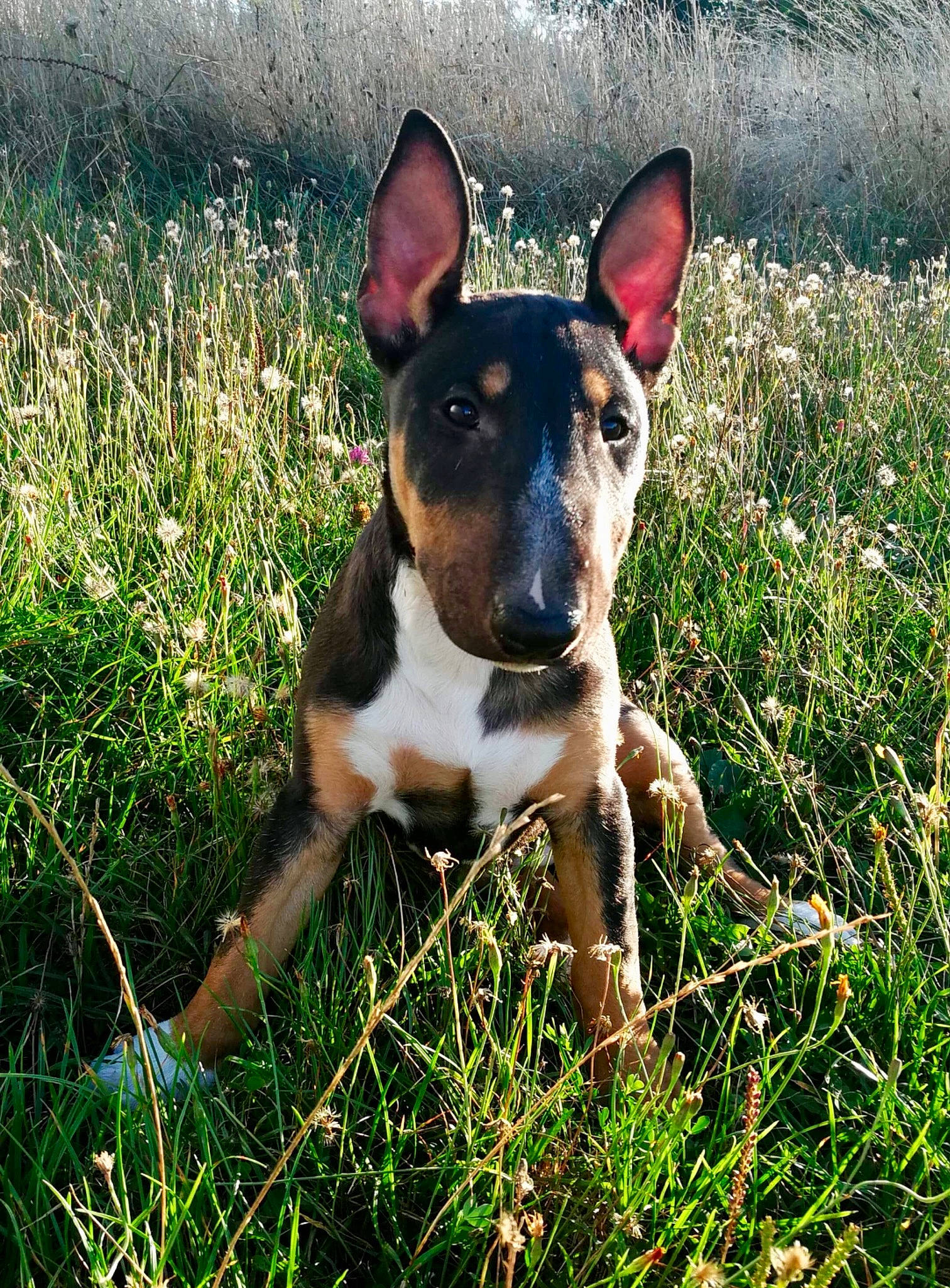 Ody a rejoint le concours — aidez-le/la à gagner de superbes lots ! bull_and_terrier, bull_terrier, bull_terrier_miniature, canidae, carnivore, dog, dog_breed, ear, grass, mammal, non_sporting_group, old_english_terrier, plant, snout, terrier, vertebrate