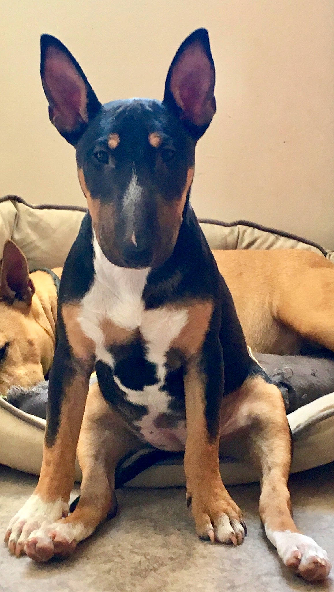 Ody a rejoint le concours — aidez-le/la à gagner de superbes lots ! bull_and_terrier, bull_terrier, bull_terrier_miniature, canidae, carnivore, dog, dog_breed, english_toy_terrier, fawn, feist, mammal, non_sporting_group, old_english_terrier, rare_breed_dog, snout, teddy_roosevelt_terrier, vertebrate