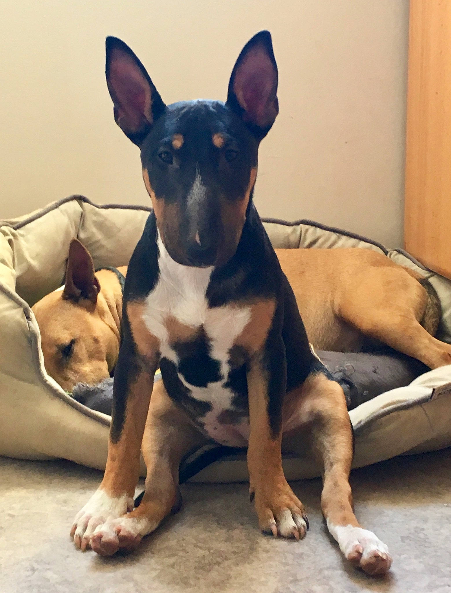 Ody participe au concours pour gagner de l'argent avec cette photo : bull_and_terrier, bull_terrier, bull_terrier_miniature, canidae, carnivore, dog, dog_breed, ear, english_toy_terrier, fawn, mammal, non_sporting_group, old_english_terrier, rare_breed_dog, snout, sporting_group, vertebrate