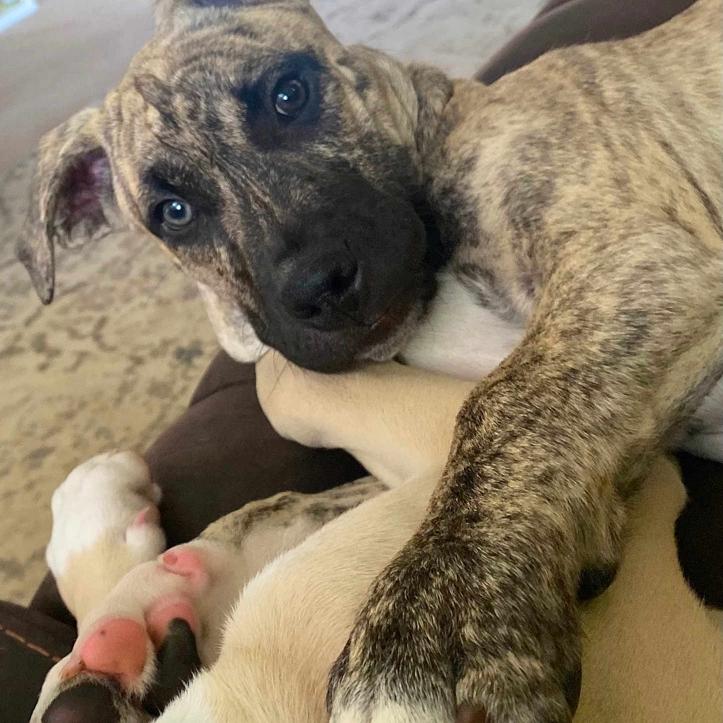 Odin joined the competition — help win amazing prizes! animal, ball, bear, boxer, bulldog, canine, couch, dog, furniture, greatdane, hound, indoors, interiordesign, pet, pig, pitbull, puppy, sport, tennis, tennisball