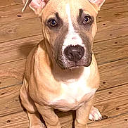 Loki joined the competition — help win amazing prizes! animal, bostonbull, boxer, bulldog, canine, dog, frenchbulldog, greatdane, hardwood, hound, indoors, interiordesign, labradorretriever, pet, pitbull, plywood, puppy, snout, whitedog, wood