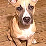 animal, bostonbull, boxer, bulldog, canine, dog, frenchbulldog, greatdane, hardwood, hound, indoors, interiordesign, labradorretriever, pet, pitbull, plywood, puppy, snout, whitedog, wood
