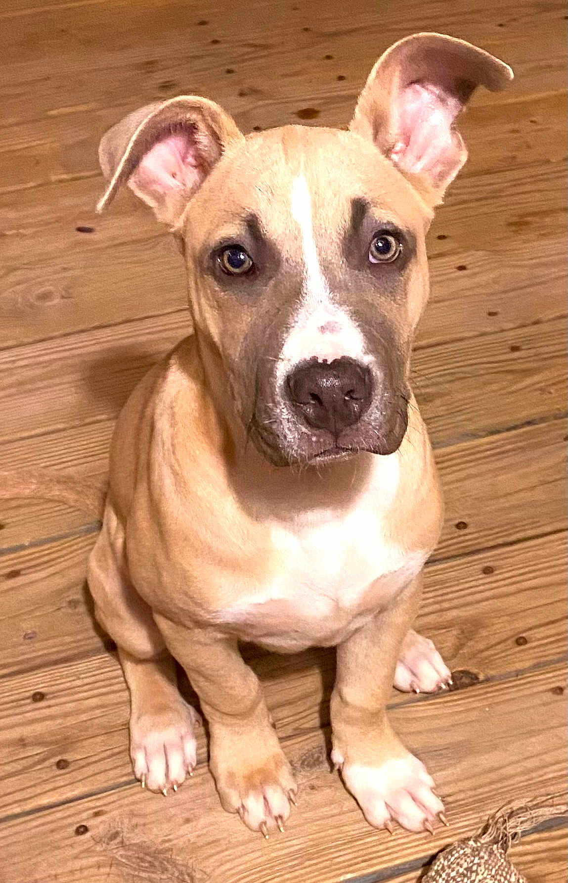 Loki