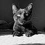 abyssinian, animal, bed, bedroom, blackcat, cat, couch, furniture, indoors, kitten, manx, pet, room, siamese
