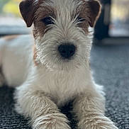 Apolon a rejoint le concours — aidez-le/la à gagner de superbes lots ! dog, canine, pet, fur, paws, lying_down, indoor, carpet, closeup, muzzle, ears, whiskers, animal, companion, cute, portrait, relaxed, furry, domestic, friendly