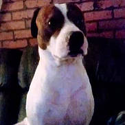 Biscuit is registered to the contest to win money with this photo: animal, brick_wall, brown_and_white, canine, companion, couch, cute, dog, domestic_animal, friend, fur, furniture, house, indoor, looking_away, mammal, pet, portrait, quiet, sitting