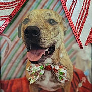 Tator joined the competition — help win amazing prizes! accessories, animal, beagle, bulldog, canine, cream, dessert, dog, face, food, formalwear, head, hound, labradorretriever, person, pet, photography, portrait, puppy, tie