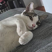 Millie is registered to the contest to win money with this photo: cat, pet, animal, indoor, relaxed, lying_down, whiskers, paws, fur, curious, close_up, grey_background, domestic_cat, mammal, cute, sleepy, face, ears, nose, feline